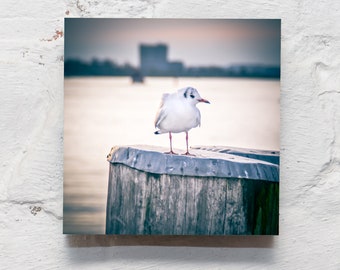 Maritime on wood - Chill seagull