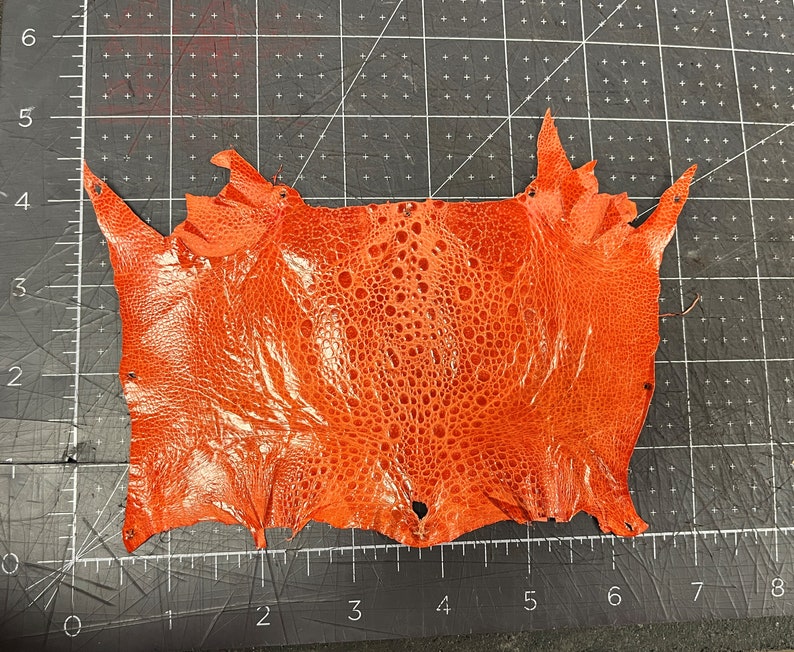 Cane Toad Leather Bufo Marinus Orange Color Etsy