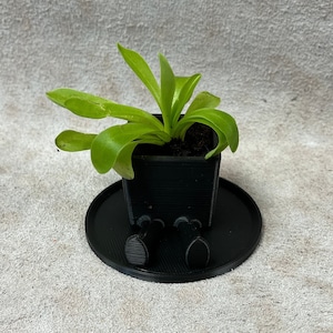 May include: A small, square black planter with a green plant, sitting on a round black saucer. The saucer has two feet attached. The plant has long, green leaves. The planter and saucer are made of plastic.