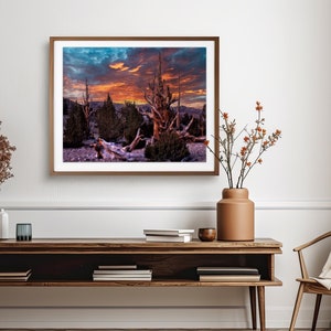 Oude Bristlecone Pine natuurlijke muurkunst, Instant Digitale Download afdrukbaar