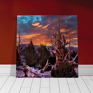 Oude Bristlecone dennenbos aluminium print
