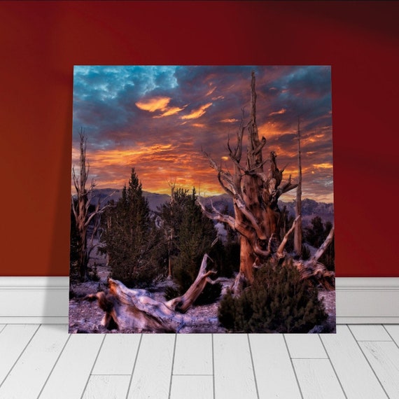 Ancient Bristlecone Pine Forest Aluminum Print