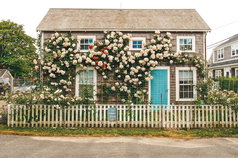 NANTUCKET PHOTOGRAPHY, Beach Photo, Cape Cod, Massachusetts, New England, Summer, Coastal, Island, Flowers, Cottage image 1