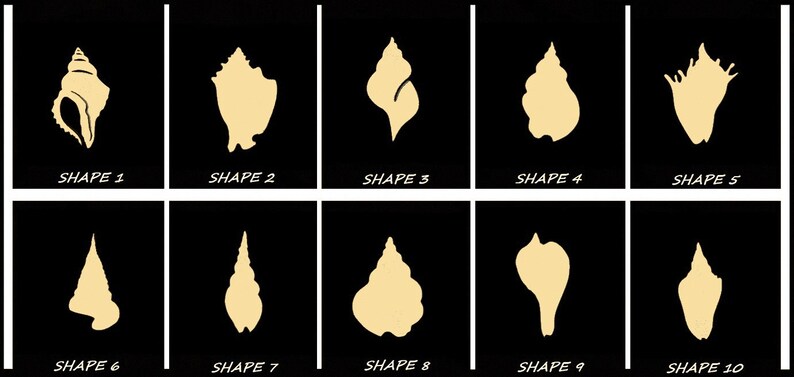Smooth Laser Cut Conch Shell Shape Set 1 - Unfinished Cutout - Many ...