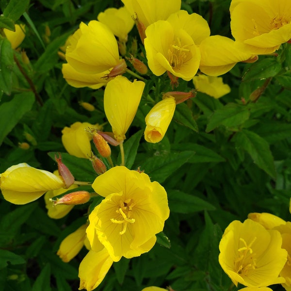 Lot of 5 bareroot evening primrose perennial flower zone 5b yellow