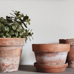 May include: Three terracotta pots, two with plants, one empty. The pots are all different sizes and have a rustic, weathered look.