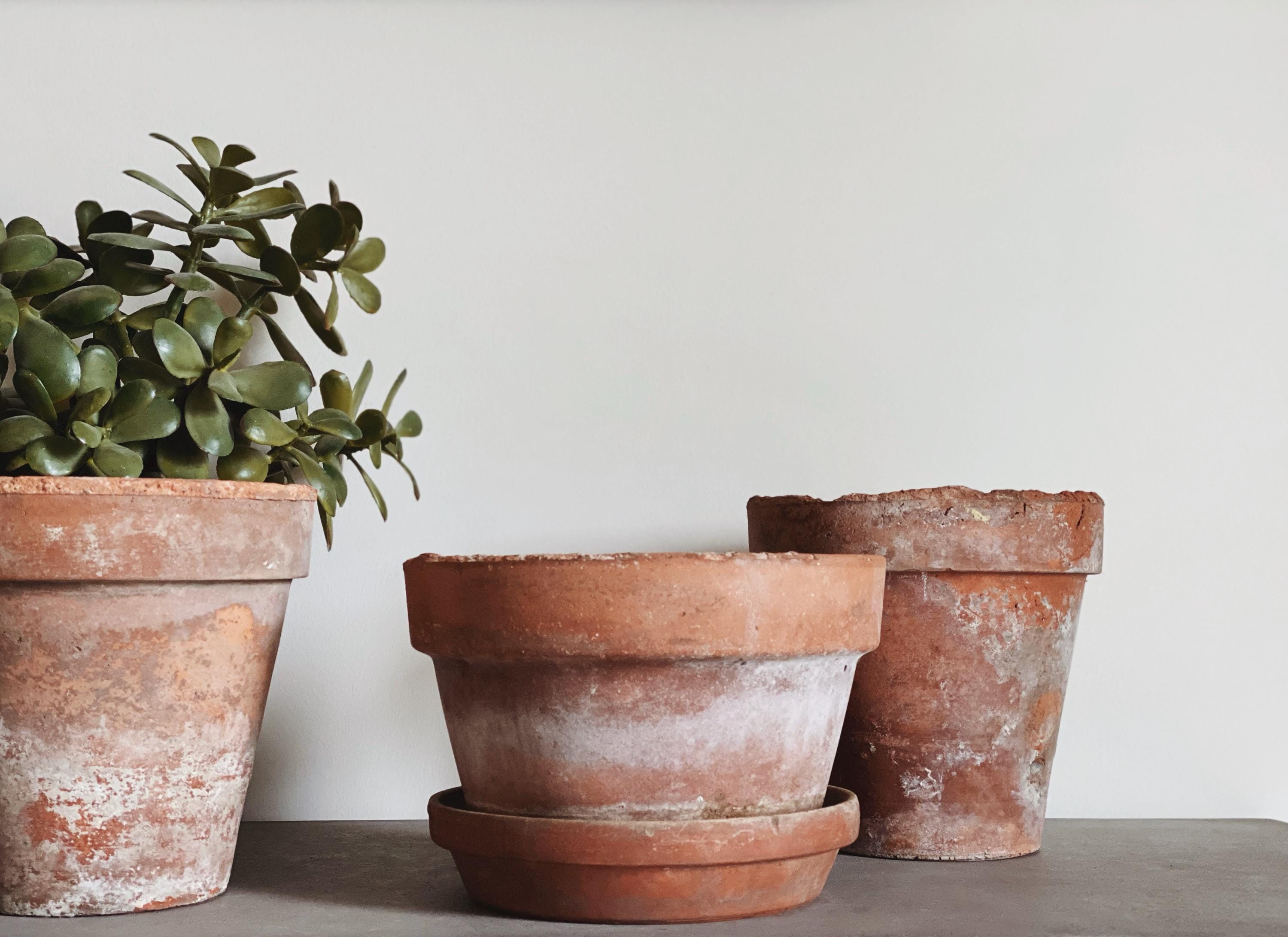 VINTAGE | Assorted Aged Terracotta Pots | European Style Farmhouse Planter | Large Clay Pots (6.5-7.6 inch Diameter)