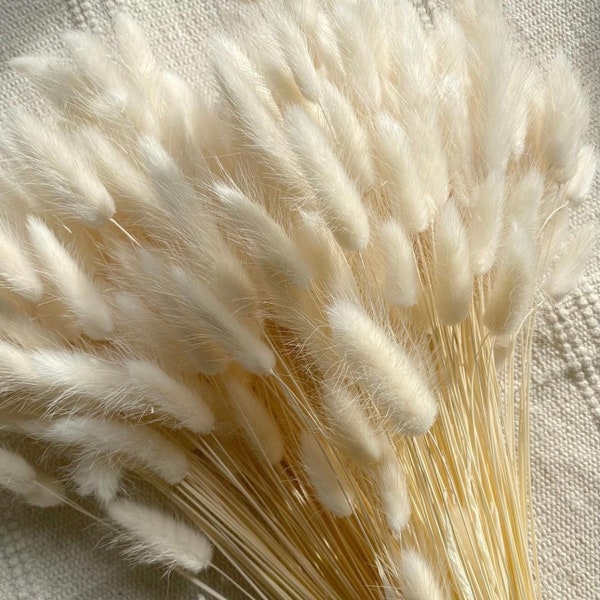 Bunny Tails White -60 Stems / Lagurus / Pampas Grass / Boho Wedding Decor/ Bridal Bouquet /Boho Wedding favors