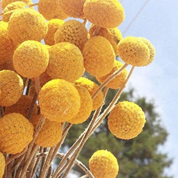 Craspedia Billy Button Natural Yellow - 20 Stems - Premium Dried Flowers / Billy Balls / Bleached Flowers / Round Flower