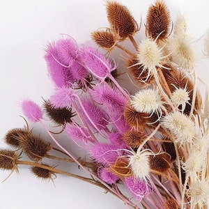 Könnte beinhalten: Ein Strauß getrockneter Kardenblüten in Braun-, Creme- und Rosatönen. Die stacheligen Samenkapseln sind dicht angeordnet und erzeugen eine strukturierte, natürliche Ästhetik. Die dünnen, braunen Stiele sind vor einem weißen Hintergrund arrangiert.