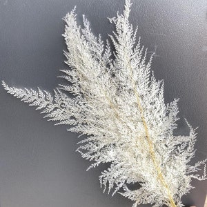 Bleached Lace Fern - 10 Stems / Snow Fern / Preserved Fern / Dried Fern/ Bleached Fern