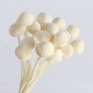 Craspedia Bleached White Billy Ball Buttons 20 Stems - Dry Flowers - Round Flower - Bleached Flower - Ball Flower