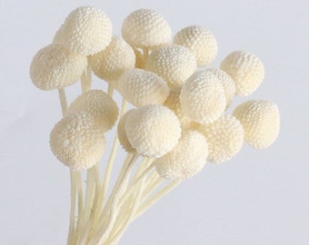 Craspedia Bleached White Billy Ball Buttons 20 Stems - Dry Flowers - Round Flower - Bleached Flower - Ball Flower