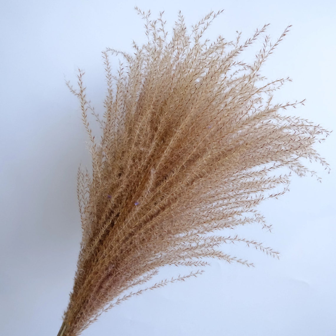 Brown Pampas Grass 10 Stems / Dried Pampas Grass / Natural Etsy