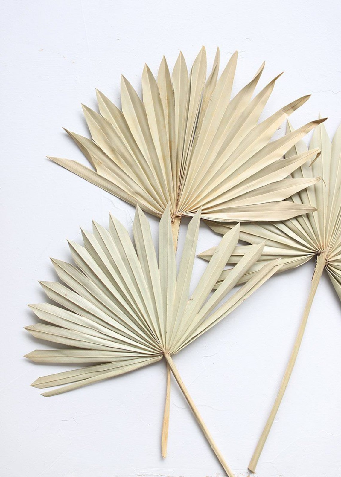 Palm leaves Dried 5 stems / sun palm / palms fans/ preserved Etsy