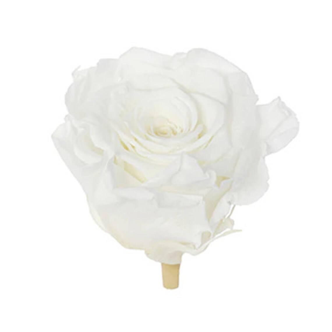 Preserved Natural Roses Eternity Roses Forever Roses 6 Etsy