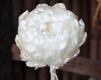 Bleached Dried Artichoke Snow Lotus- 1 Stem  / Exotic Dried Flower / Dried Flower Wedding