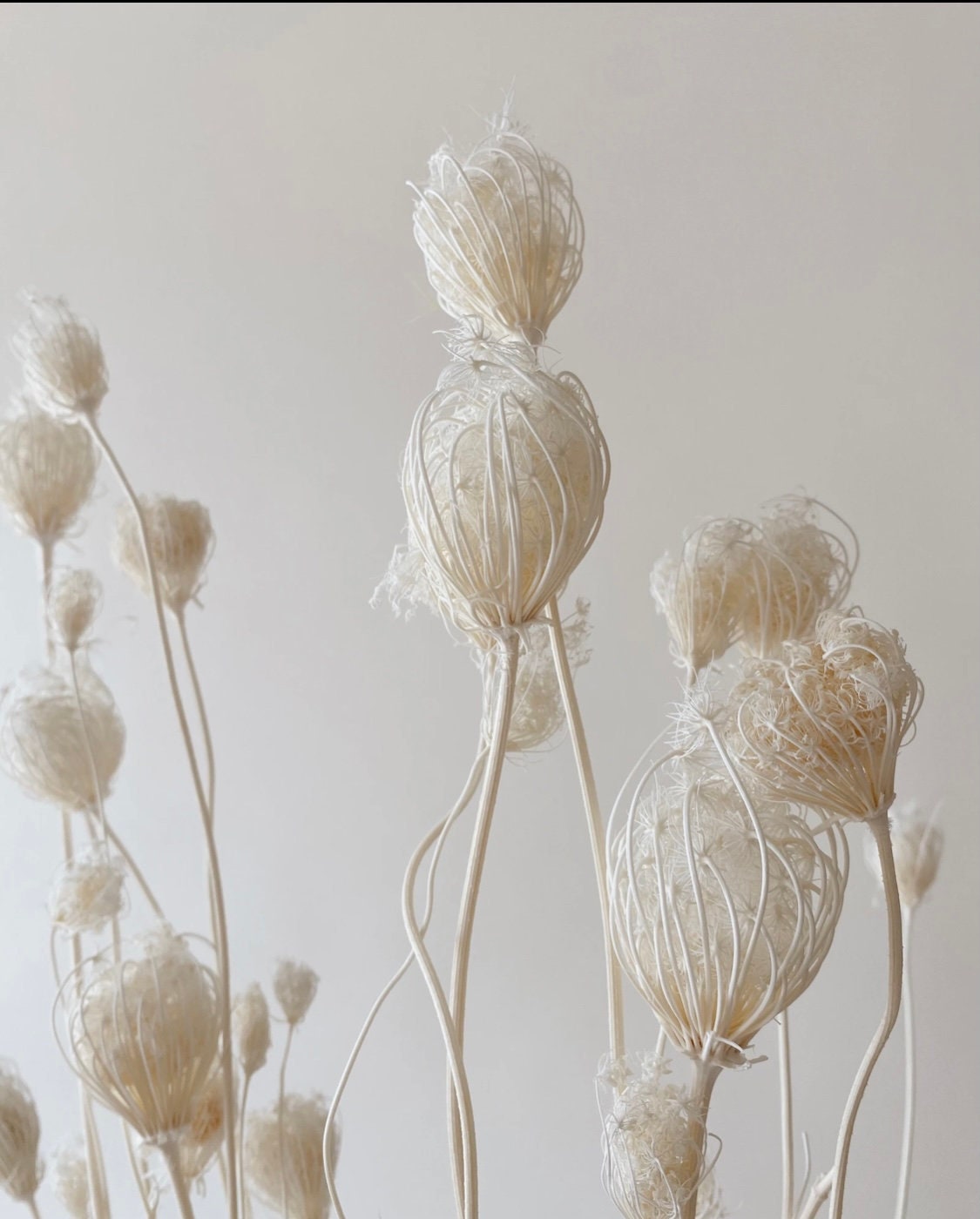 Dried Fennel 5 stems / Preserved Flowers / Bleached Flowers / Etsy