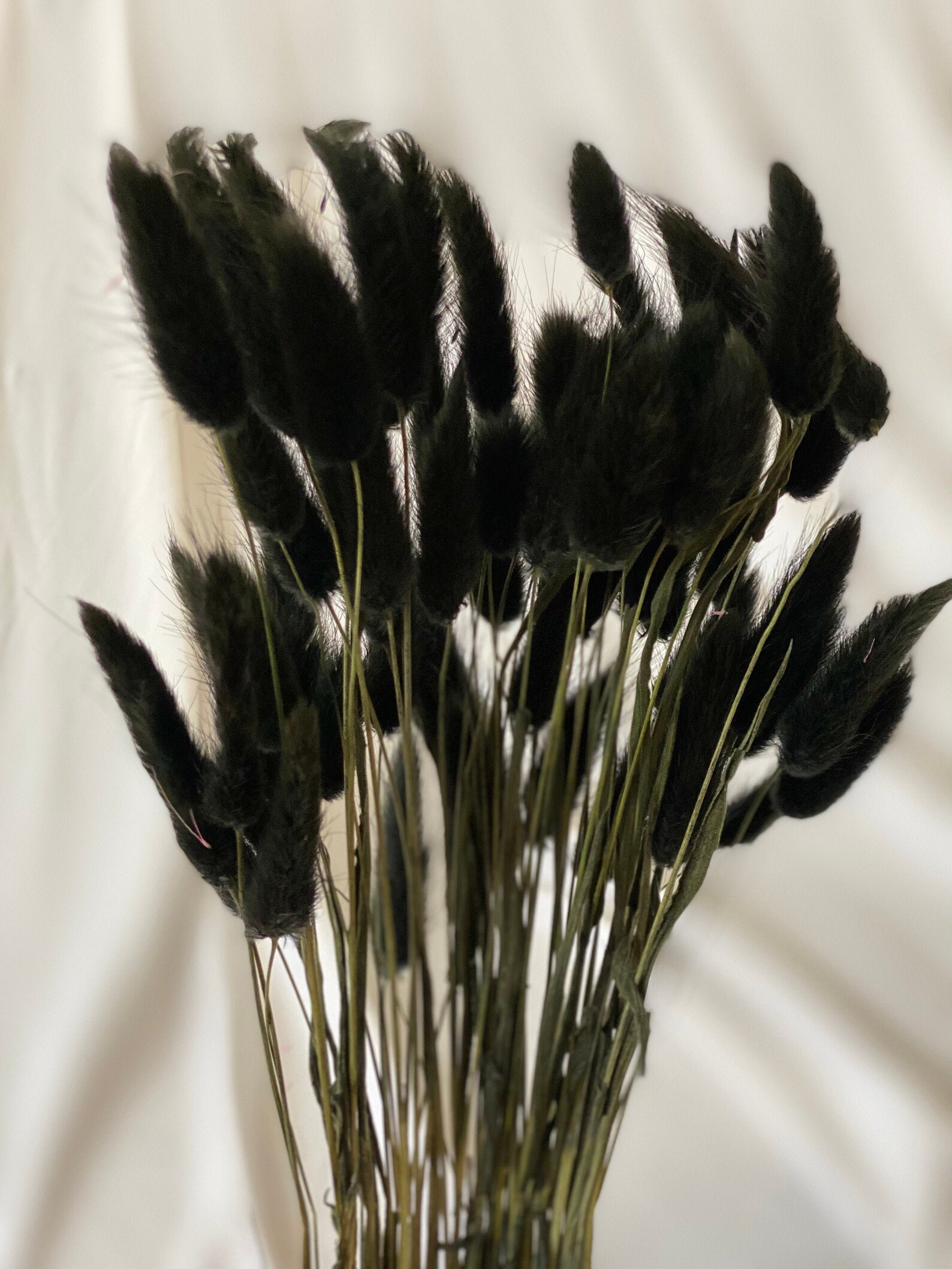 Bunny Tails Black 50 60 Stems / Lagurus / Dried Flowers / Etsy