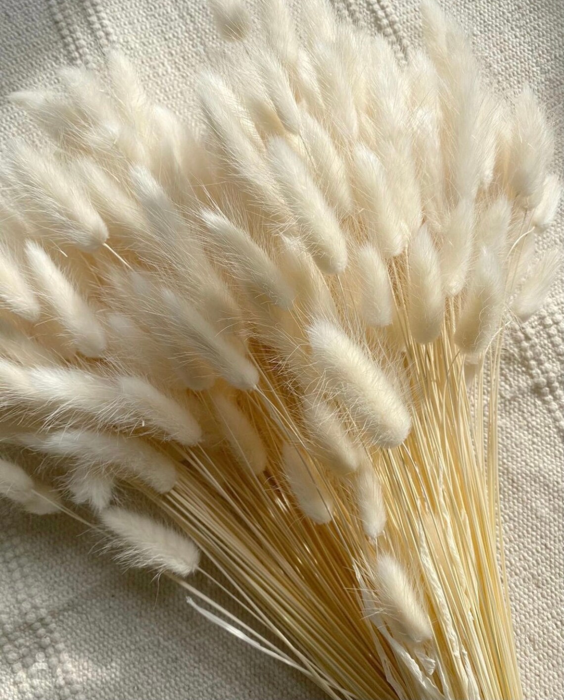 Bunny Tails White 4060 Stems / Preserved Flowers / Lagurus Etsy