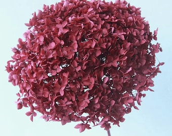 Stelo di ortensia conservato rosso vino / Ortensia essiccata a testa grande / Fiore eterno di prima qualità / Decorazione per matrimoni e neutri