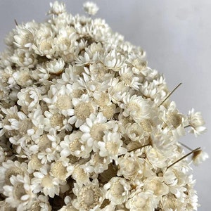 White Star Flower Glixia Daisy Dried Stems | Boho Home Decor