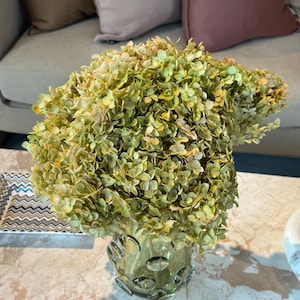 May include: A large, dense bouquet of dried hydrangea flowers in shades of muted green and pale yellow, arranged in a clear, thick glass vase with a textured, circular bubble pattern on the exterior surface of the glass base.