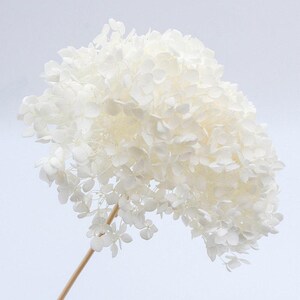 May include: A single stem of preserved hydrangea featuring a large, dense cluster of delicate, bright white petals. The flower head is rounded and full, supported by a thin, light brown wooden stem that extends downward from the base of the bloom.