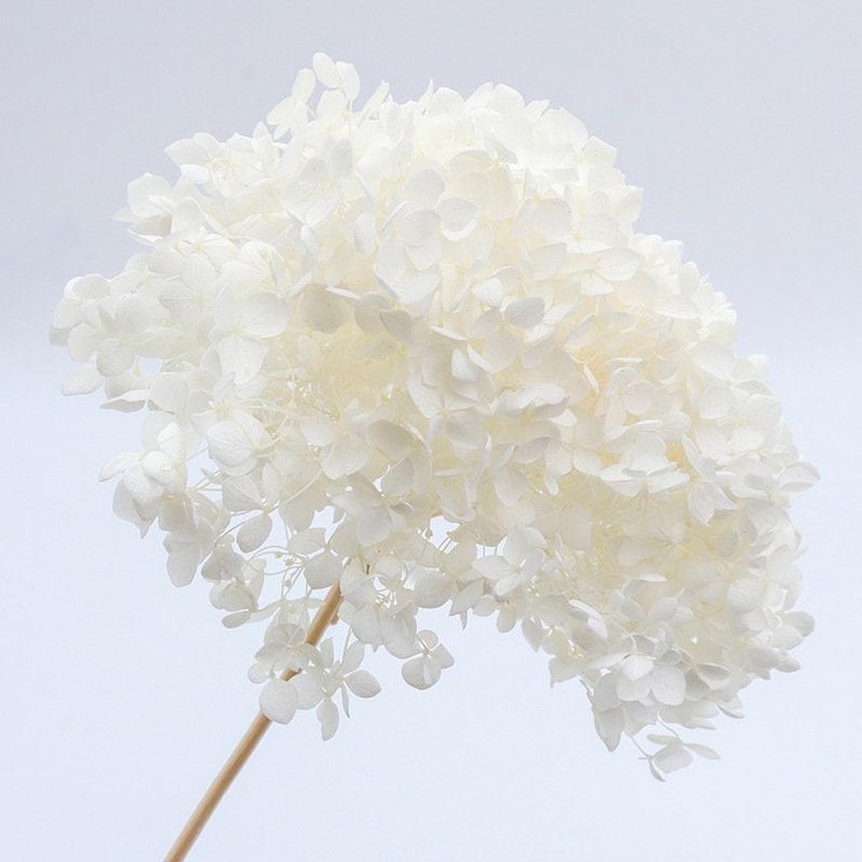May include: A single stem of preserved hydrangea featuring a large, dense cluster of delicate, bright white petals. The flower head is rounded and full, supported by a thin, light brown wooden stem that extends downward from the base of the bloom.
