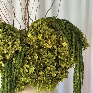 Green Preserved Hydrangea Stem | Large Head Dried Hydrangea | Premium Everlasting Flower | Wedding, Home & Neutral Decor