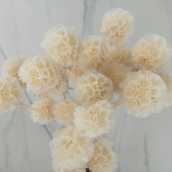 Bleached Scabiosa Pods Dried - Large Bunch / Dried Natural Flowers / Bleached Flowers / White Dried Flowers / Wedding Dried Flowers