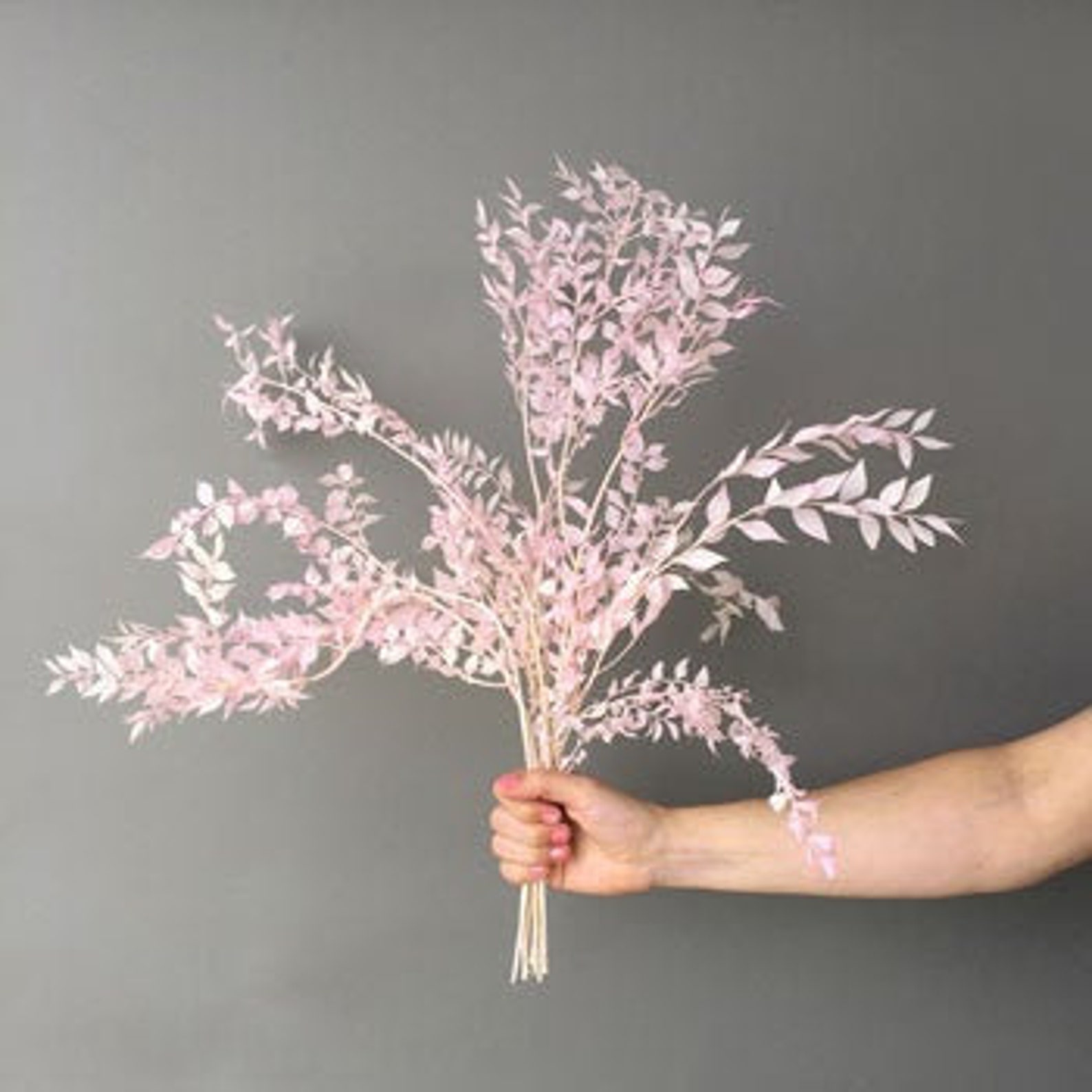 Dried Italian Ruscus 5 Stems / Bleached Ruscus / Ruscus Etsy