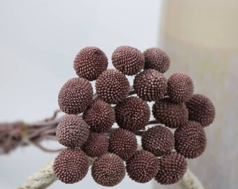 Brown Craspedia Billy Button  - 20 Stems - Premium Dried Flowers / Billy Balls / Bleached Flowers / Preserved Flowers