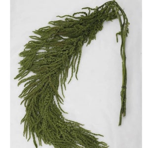 Green Preserved Hanging Amaranthus - 5-6 Stems / Dried Flowers / Bleached Flowers
