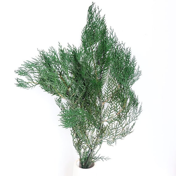 Pine Branches / Green Dried Antlers Pine 2-5 Stems / Preserved Pine/ Pine  Stems / Pine Branches 