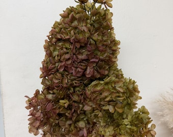 Tallo de hortensia verde preservado / Hortensia seca de cabeza grande / Flor perenne premium / Decoración para bodas, hogar y ambiente neutro