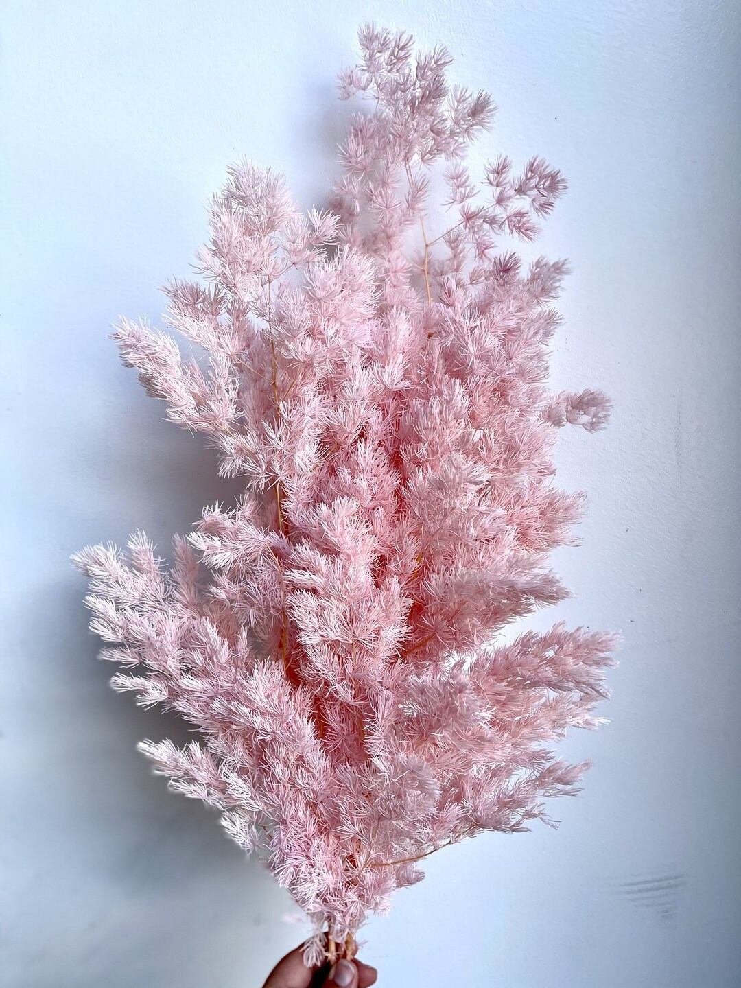 Ming Fern Asparagus Pink 24 Stems / Dried Flowers / Bleached Etsy