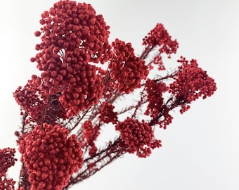 May include: Close-up of a vibrant red dried flower arrangement. The image showcases multiple stems with clusters of small, round, berry-like blooms. The flowers have a textured appearance and are set against a clean white background, highlighting their rich color.