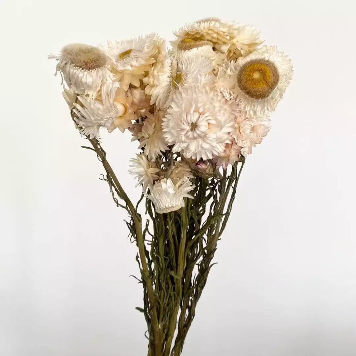 Dried Straw Flower 3035 blooms / Preserved Flowers / Dried Etsy
