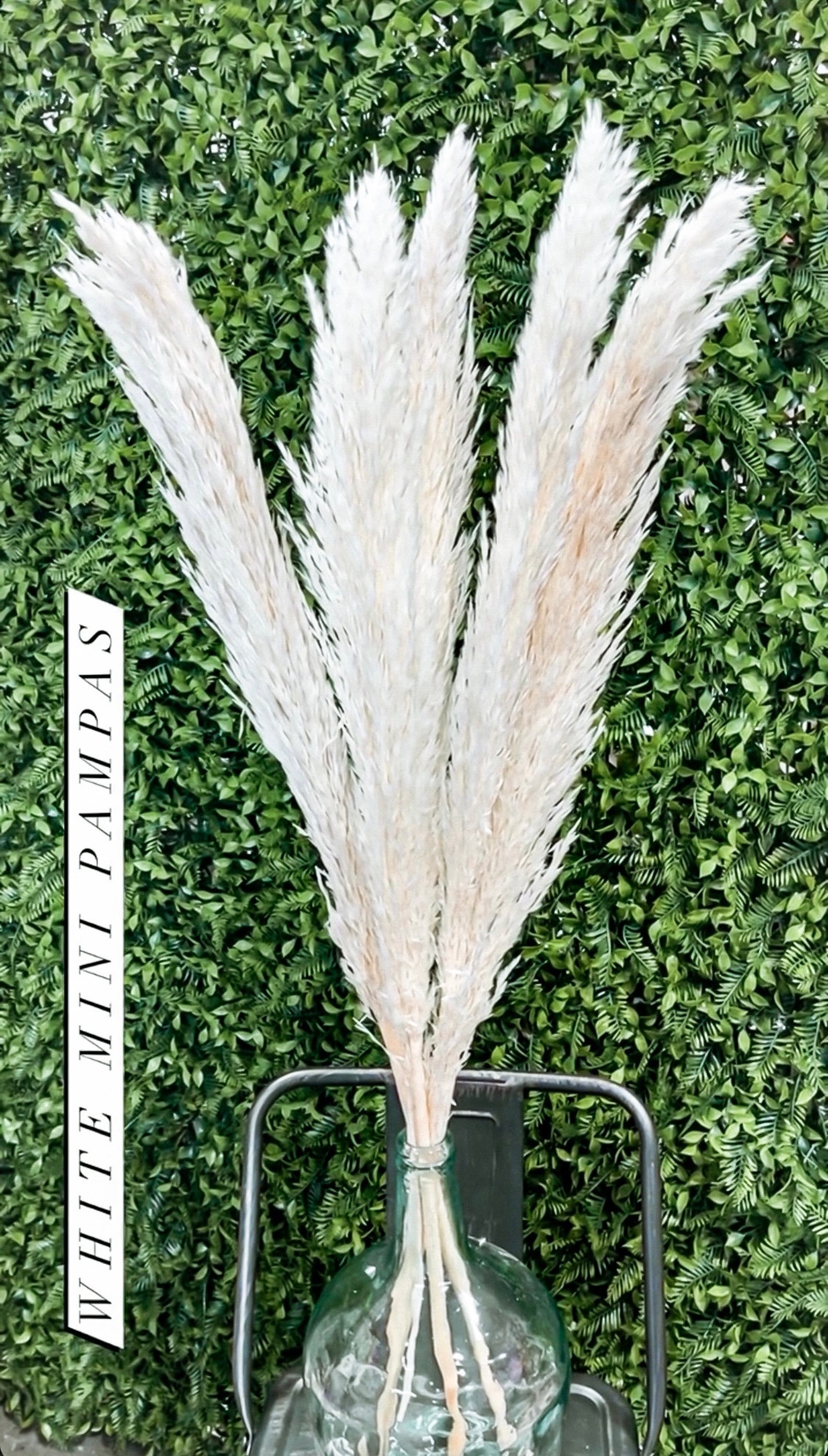 White Pampas Grass 5 stems / Long Pampas / Bleached Pampas / Etsy