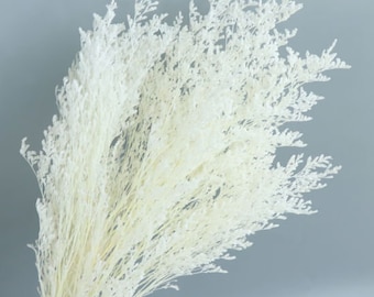 Bleached Preserved Limonium Lovergrass, Real Preserved Flower - Large Bunch