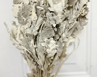 Dried Dusty miller, lambs ear, grey, soft, preserved flowers, decoration, house decor, wedding decor, bouquet, farmhouse, country