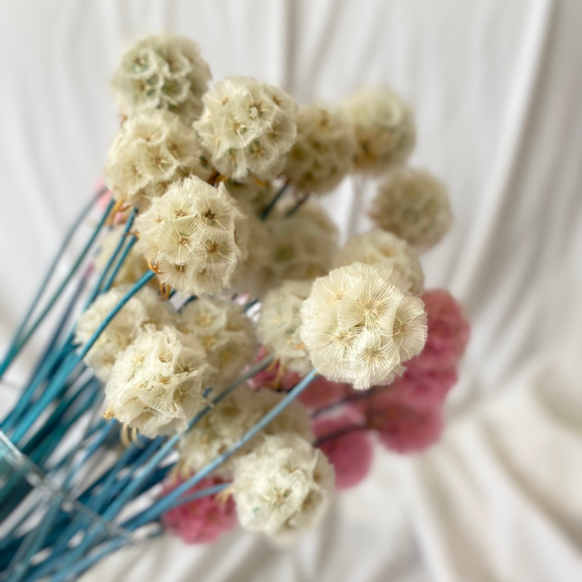Scabiosa Pods Dried 10 Stems / Dry Flowers / Preserved Etsy