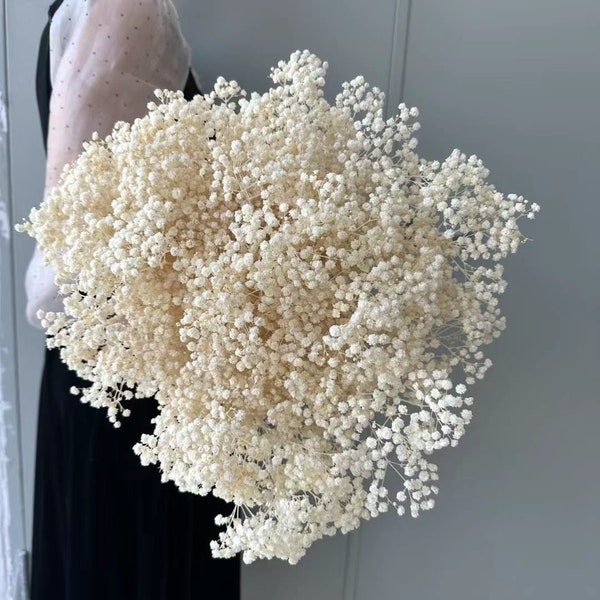 White Bleached Dried Baby Breath  Bunch / Gypsophilia / Preserved Flowers / Preserved Baby Breath / Baby Shower Flowers