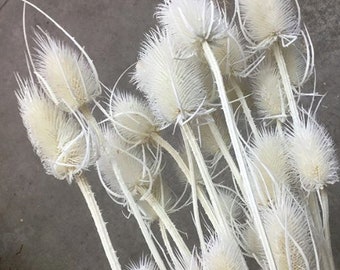 White Big Thistle Giant Cardus 3-4 Stems / Cardo / Bleached Flowers / Dried Flower Bunch