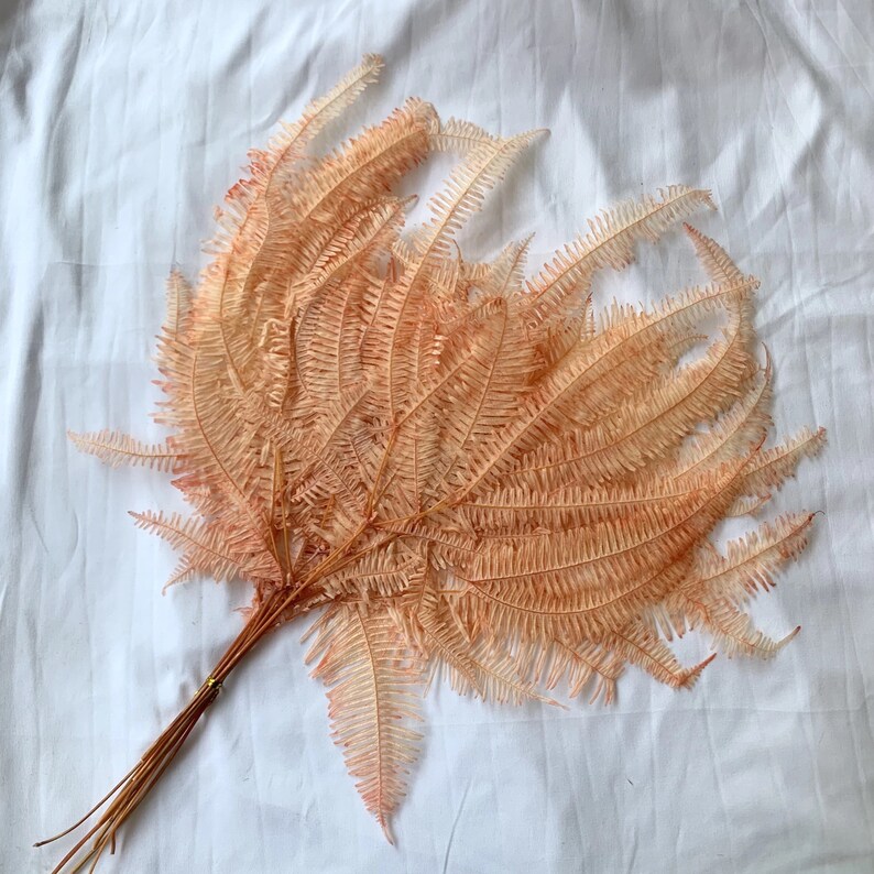 Preserved / Dried Fern 10 Stems Dried Leaves Bleached Etsy