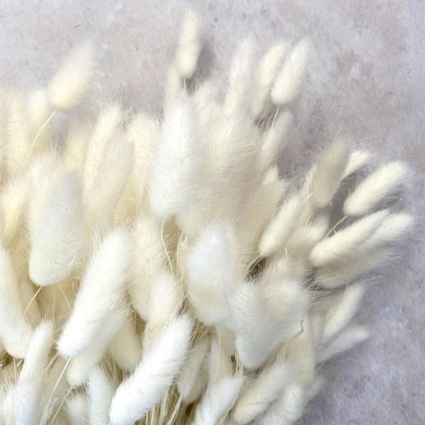 Bunny Tails  Lagurus 50-60 Stems - Pampas Grass Boho Wedding Invitations Bridal Bouquet Home Decor Dried florals Wedding favors