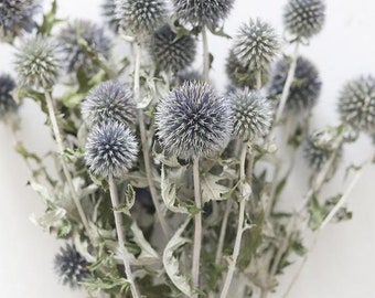 Dried Echinops Globe Thistle - Eryngium - Natural Ball Flower