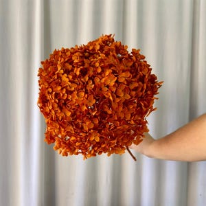 May include: A large, spherical cluster of dried hydrangea flowers in a vibrant burnt orange color. The dense arrangement features numerous small, delicate petals tightly packed together, attached to a single thin, woody stem at the base.