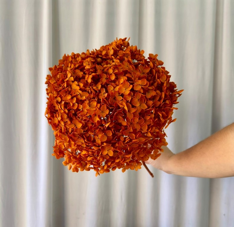 May include: A large, spherical cluster of dried hydrangea flowers in a vibrant burnt orange color. The dense arrangement features numerous small, delicate petals tightly packed together, attached to a single thin, woody stem at the base.